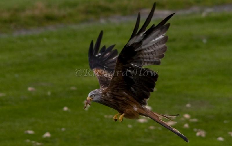 red kite01.jpg